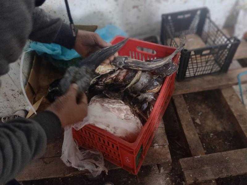 ضبط لحوم مجهولة المصدر وأسماك غير صالحة للاستهلاك الآدمي في الجيزة