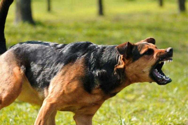 بعد استغاثة المواطنين.. إيداع كلب بدار رعاية بيطرية في مدينة نصر