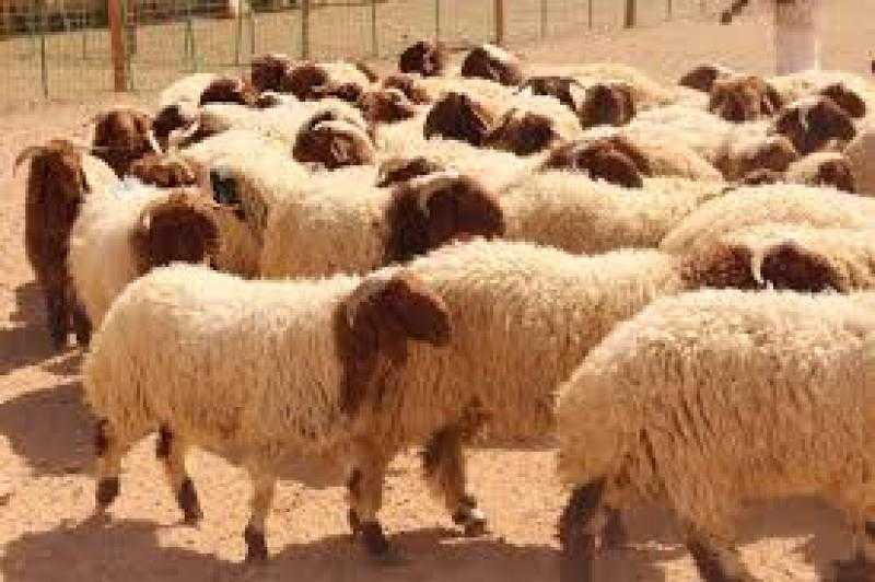 هل يجوز مشاركة الأضحية؟..أمين الفتوى يجيب