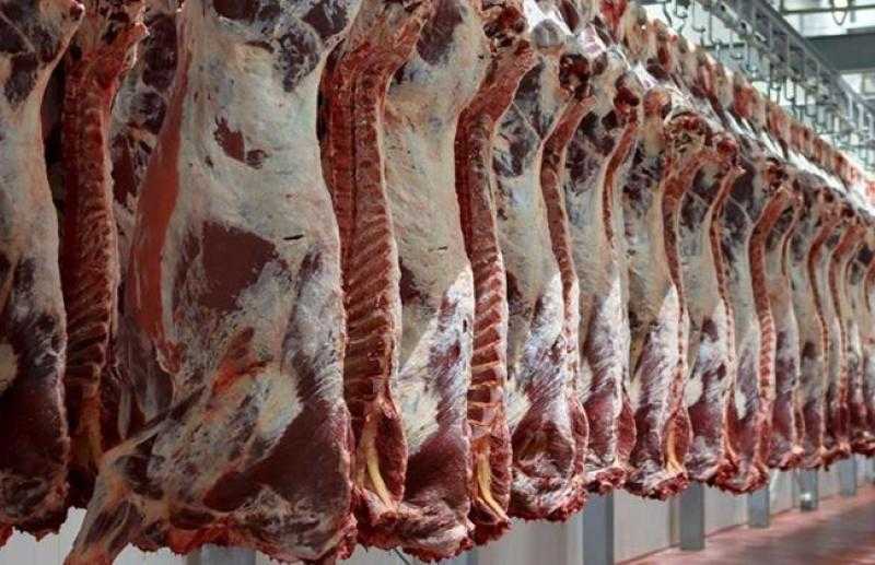 تضامن الأقصر: توزيع 109 عجول بلدية استعدادًا لعيد الأضحى