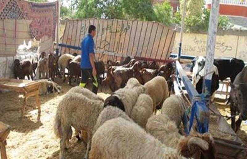 39 ألف جنيه ألف جنيه غرامات لأصحاب شوادر الأضاحي في الإسكندرية