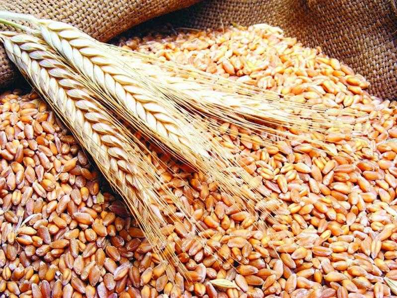 ضبط 8,7 طن قمح داخل مخزن قبل تهريبها للسوق السوداء بكفر الشيخ