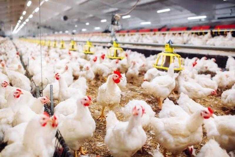أسعار الدواجن اليوم الأربعاء 8 نوفمبر 2023