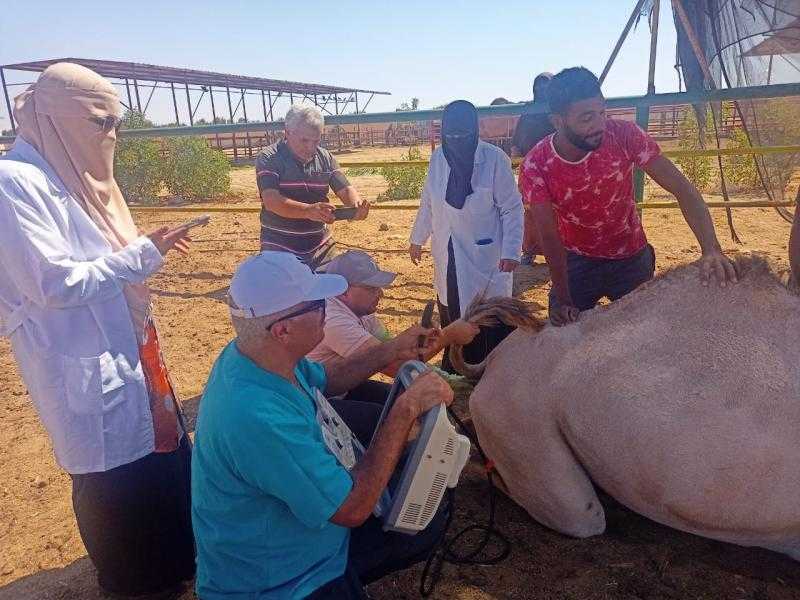 مركز البحوث الزراعية ينظم قافلة بيطرية مجانية لمحافظة جنوب سيناء