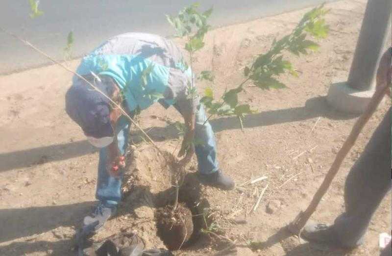 زراعة 180 شجرة مثمرة فى ”بسيون” بالغربية
