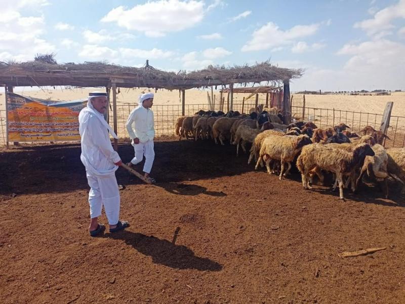 الزراعة :علاج وفحص أكثر من4200 رأس ماشية مجانا لصغار المربين بمحافظة شمال سيناء