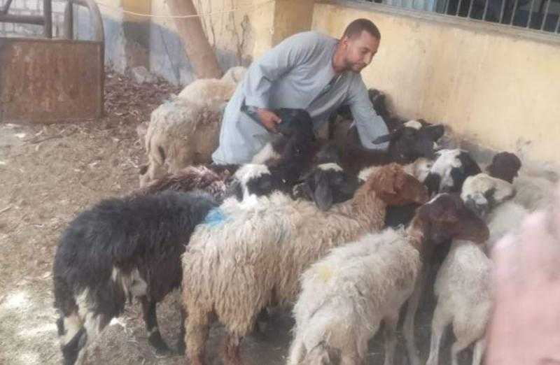 تحصين 11 ألف رأس أغنام ضد طاعون المجترات فى الغربية