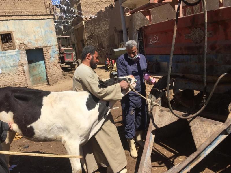 بيطري البحيرة: علاج 1060 رأس ماشية في مركز رشيد