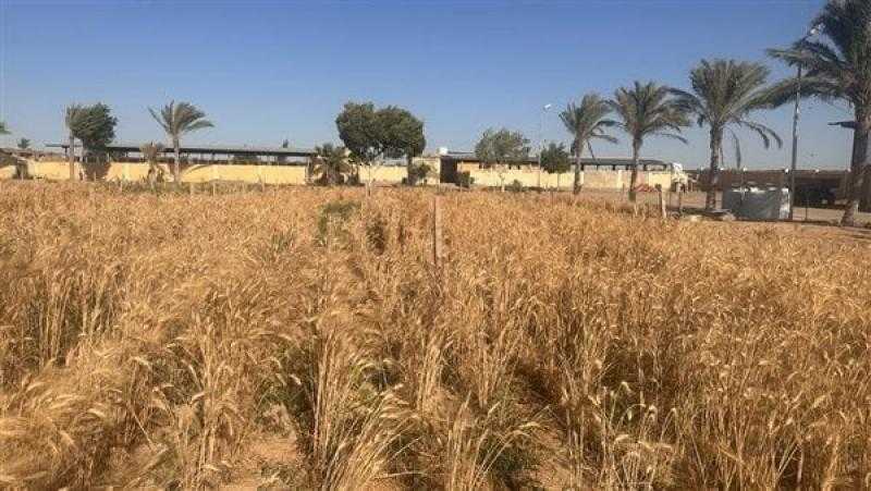 ”زراعة الإسكندرية”: نستهدف زراعة 48 ألف فدان من محصول القمح هذا العام
