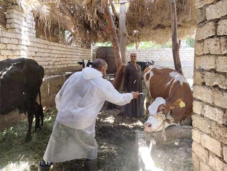 بيطري المنيا: انطلاق الحملة القومية للتحصين ضد مرض الجلد العقدي وجدري الأغنام