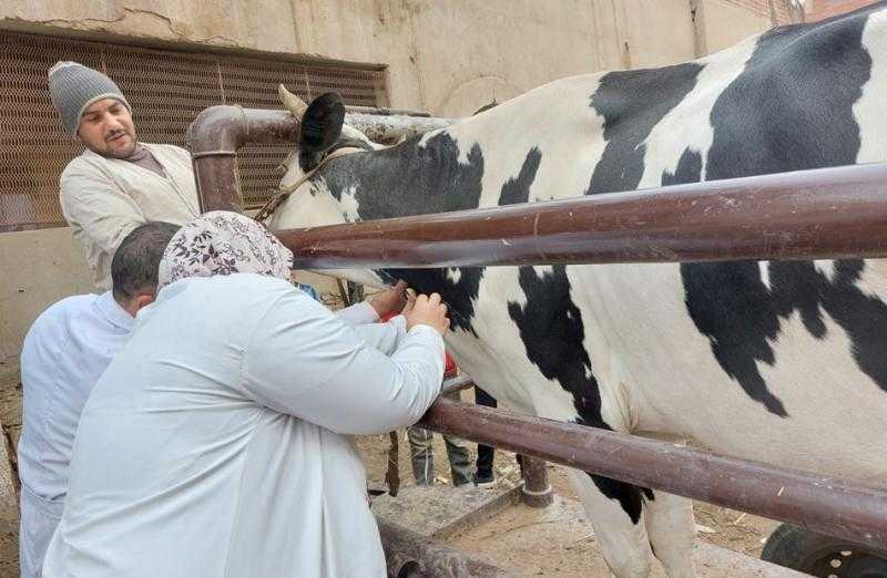 فحص 2128 طائرا وحيوانا خلال قوافل بيطرية في الغربية | صور