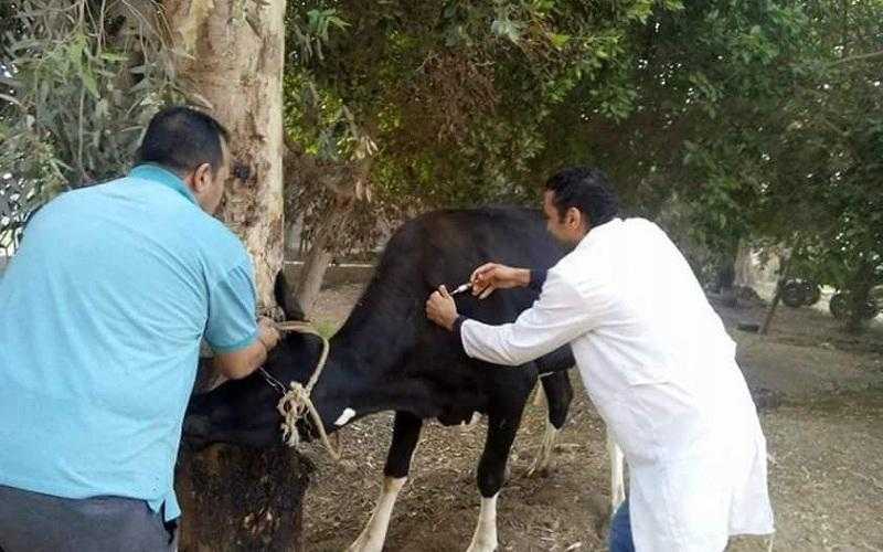 بيطري البحيرة: علاج 272 رأس ماشية في مركز رشيد