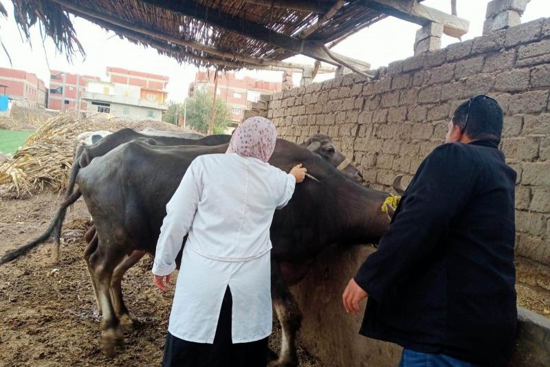 بيطري البحيرة: علاج 260 رأس ماشية في مركز رشيد