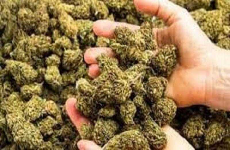 بقصد الاتجار.. ضبط كمية من مخدر الهيدرو بحوزة عاطل بالشرقية