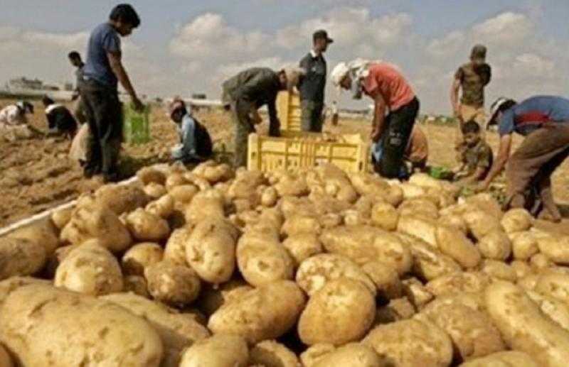 الزراعة تعلن فتح الأسواق البرازيلية أمام البطاطس المصرية