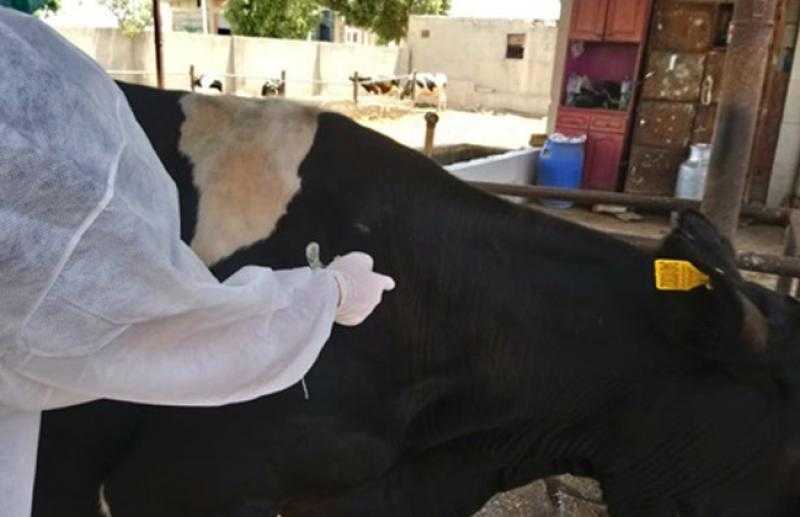 علاج 1225 رأس ماشية في مركز دمنهور