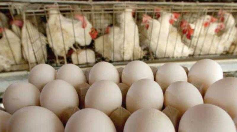أسعار الدواجن والبيض في الأسواق اليوم الأربعاء