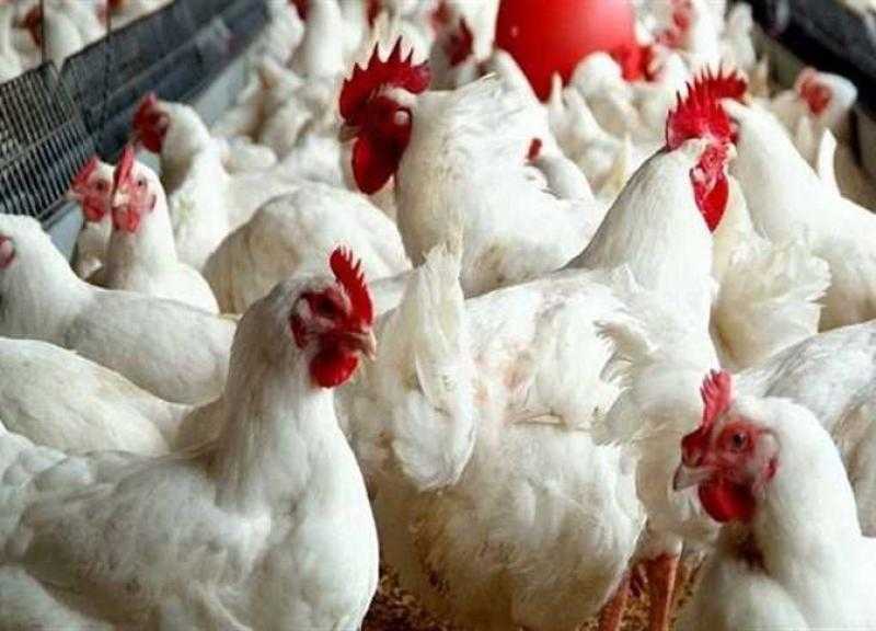 رئيس شعبة الدواجن: الرقابة الصارمة ”هتظبط الدنيا”.. و الأسعار ارتفعت 200‎%‎