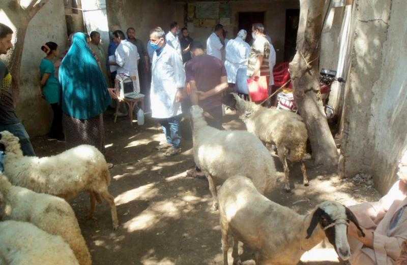 تحصين 113 ألف رأس ماشية في الغربية ضد الجلد العقدي والجدري
