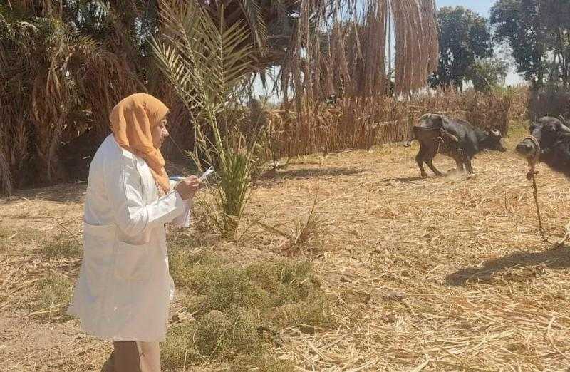 انطلاق لجان تحصين الحملة القومية ضد مرض الجلد العقدي وجدري الأغنام بالأقصر