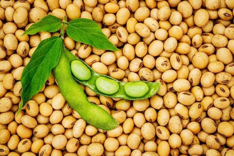 مجلس تصدير فول الصويا الأمريكي والمركز الدولي للأسماك يفتتحان ورشة إدارة المفرخات البحرية في مصر