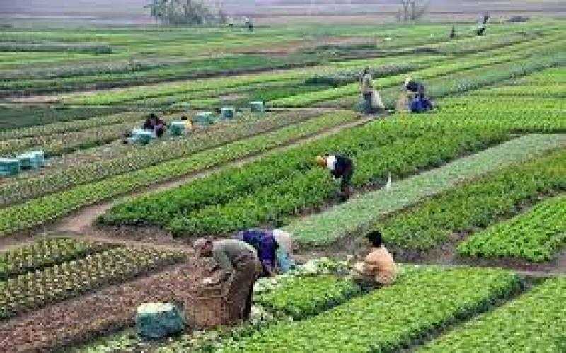 الريف المصري: توفير السلع الغذائية بمنافذ الشركة في المغرة والمنيا بتخفيضات تصل 30%