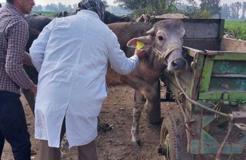 فحص 3019 طائرا وحيوانا خلال قوافل بيطرية فى الغربية | صور