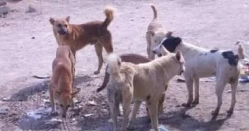إصابة 5 أشخاص بينهم أطفال عقرهم كلب بساقلته فى محافظة سوهاج