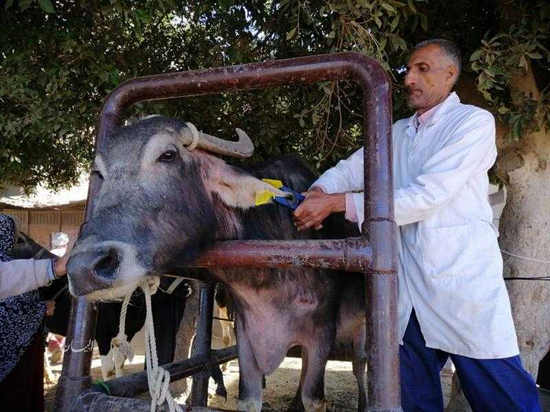 فحص 7866 طائرًا وحيوانًا خلال قافلة بيطرية في قرية ”الشهيدي” بالغربية