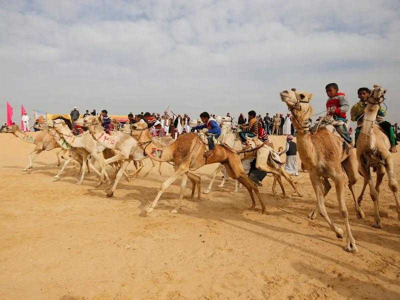 شمال سيناء تشهد فعاليات مهرجان سباق الهجن بمشاركة هجانة من كل المحافظات