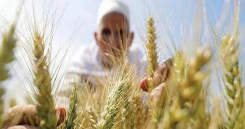”الزراعة” تُتابع العمل في حقول إنتاج تقاوي المحاصيل الإستراتيجية| صور