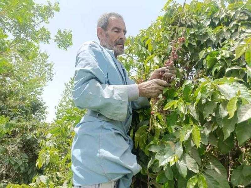 بعد 40 سنة تجارب.. نجاح زراعة البن بمركز بحوث البساتين بالقناطر الخيرية