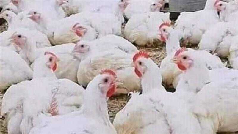 شعبة الدواجن تكشف أسباب تراجع الأسعار