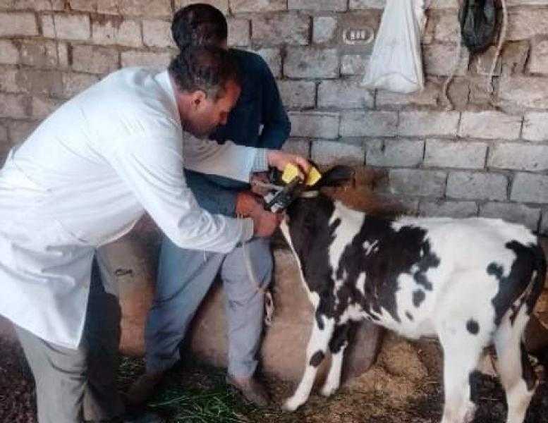 بيطري البحيرة: فحص 3340 رأس ماشية لمكافحة البروسيلا والدرن في البحيرة