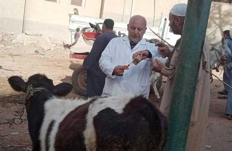 بيطري البحيرة: علاج 350 رأس ماشية في مركز دمنهور