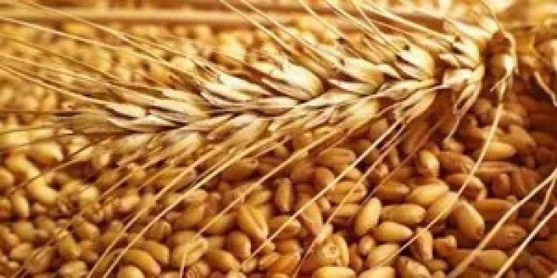 روسيا تفرج عن آخر سفينة محتجزة محملة بالقمح إلى مصر