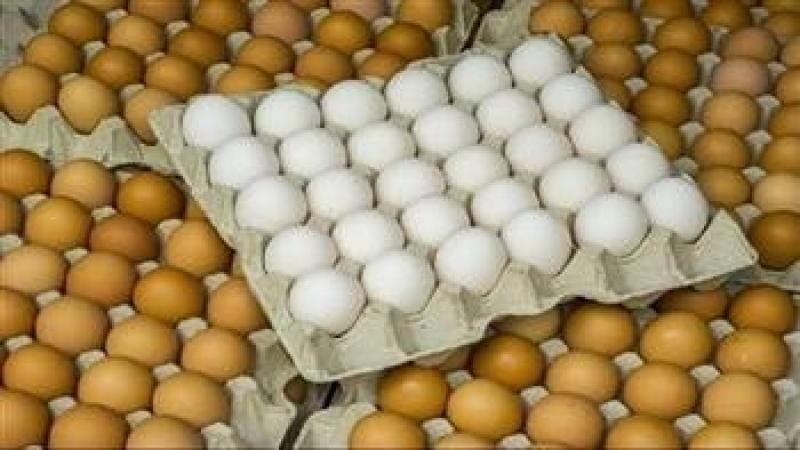 انخفاض في أسعار البيض بالأسواق اليوم الخميس 9 مايو 2024