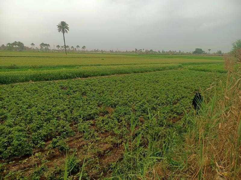 وكيل الزراعة: إجمالى المساحة المنزعة من البطاطس 24 ألف فدان.. نوفر الأسمدة بأسعار مخفضة