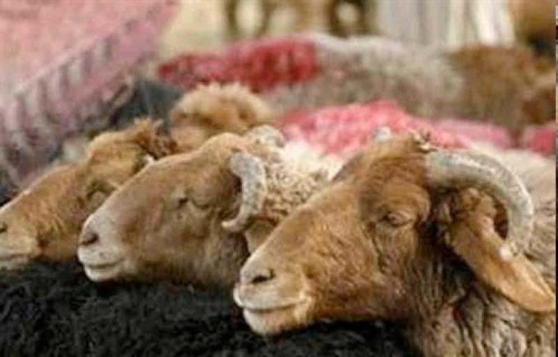 ننشر قائمة بأسعار الأضاحي في مصر مع اقتراب العيد
