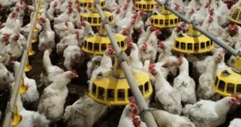 بورصة الدواجن اليوم.. الفراخ البيضاء ترتفع إلى 87 جنيها بالمزرعة