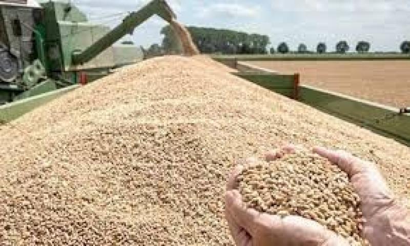 مصادرة 9 أطنان قمح جمعها تاجر فى البحيرة بدون ترخيص