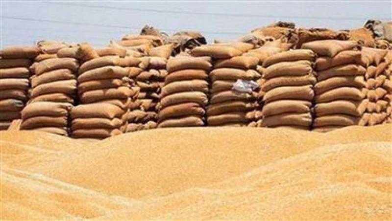 توريد 197 ألف طن قمح محلي بمواقع التوريد المختلفة بمحافظة كفر الشيخ