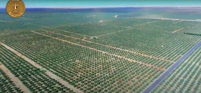 الرئيس السيسي يشهد افتتاح موسم حصاد القمح لـ500 ألف فدان