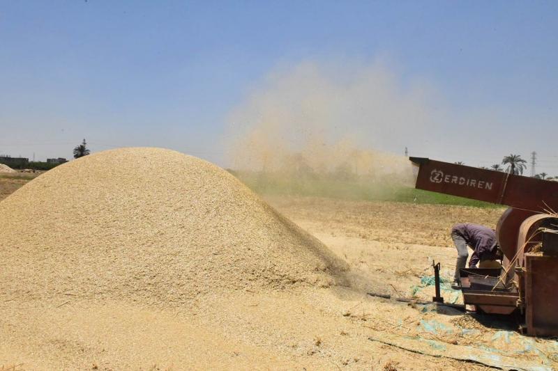 توريد 142 ألف طن قمح من محصول الموسم الجديد في الغربية