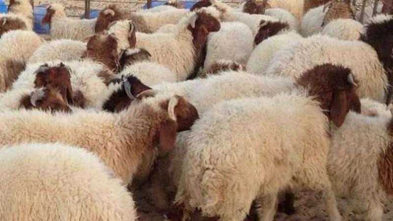 الخروف بـ 6 آلاف جنيه.. أسعار اللحوم بالأسواق اليوم الجمعة 31 مايو 2024