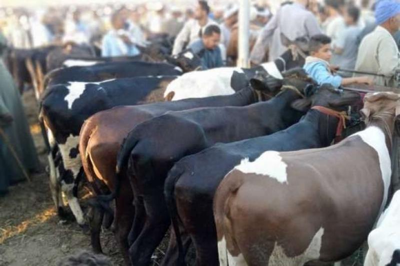 ‎تراجع جديد في سعر كيلو اللحم البقري قائم اليوم بالأسواق