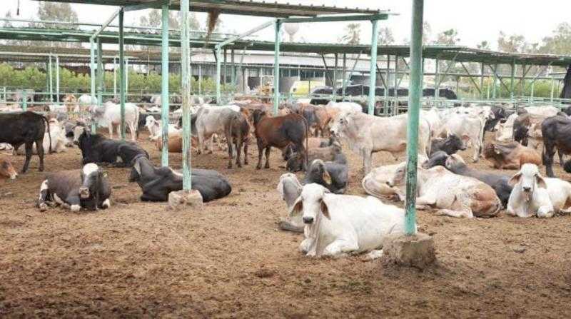 ”الأطباء البيطريين” تقدم نصائح وتحذيرات من طرق الغش عند شراء الأضحية