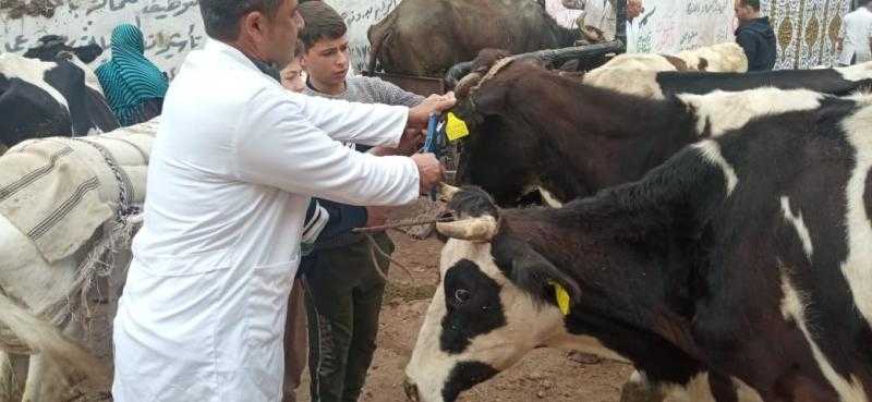 الطب البيطري بقنا: سلامة الثروة الحيوانية وتنفيذ الرصد الميداني
