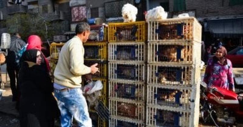 بورصة الدواجن اليوم.. أسعار الفراخ البيضاء فى الأسواق اليوم