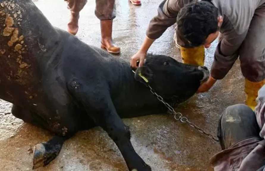 الإفتاء تحذر من ذبح الأضاحي في الشوارع: أذى للناس وتشويه للمظهر العام